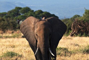 Elephant at Amboseli NP, Kenya