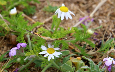 A colorful butterfly sits on a flower