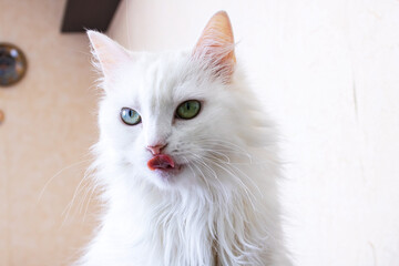 White fluffy cat licks portrait close up