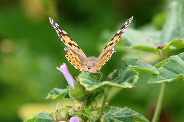 A colorful butterfly sits on a flower