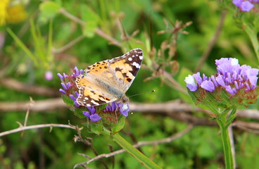A colorful butterfly sits on a flower