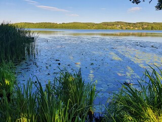 reeds in the lake, Chodzież