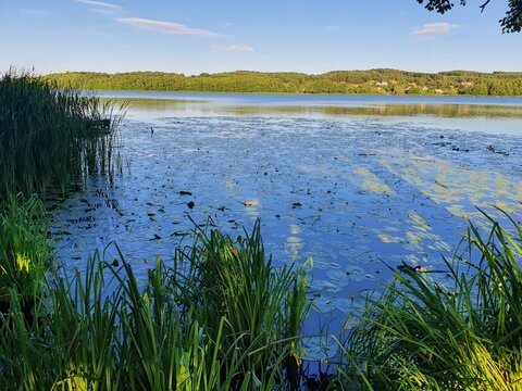 reeds in the lake, Chodzież