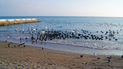 Ducks and swans with black and white feathers swim on the waves of the black sea in Crimea in Ukraine on a winter day