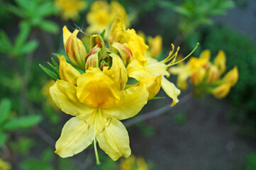 Fototapeta na wymiar Rhododendron flower with delicate yellow petals on a branch with green leaves on a bush in the park