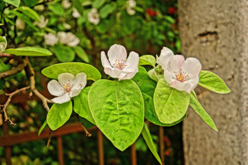 A quince branch with large flowers with white petals and green leaves on a tree on a spring day
