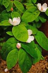 A quince branch with large flowers with white petals and green leaves on a tree on a spring day