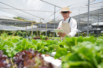 Fresh vegetable hydroponic system..Organic vegetables salad growing garden hydroponic farm Freshly harvested lettuce organic for health food Earths day concept.