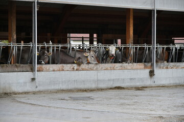 Cows in the stall are eating. Raising cattle