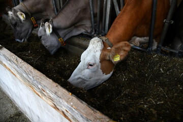 Cattle in the barn. Rural livestock, meat and dairy products.