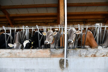 Cows in the stall are eating. Raising cattle