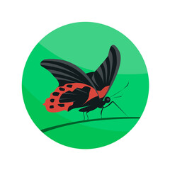 Tropical black and red butterfly. Sitting on the grass. Beautiful flying insect. Vector illustration. Green round background