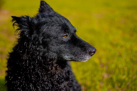 A picture of an old pulin dog...