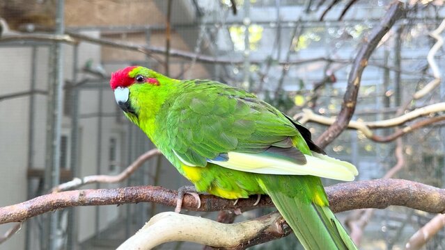 A focus photo on a colored parrot