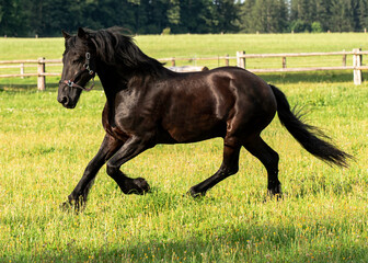 Friese