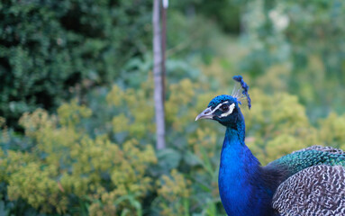 portrait of a peacock