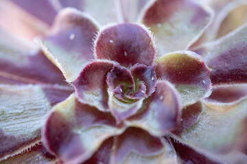 close up of a succulent with spider mite 