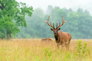 A Large Bull Elk in Velvet