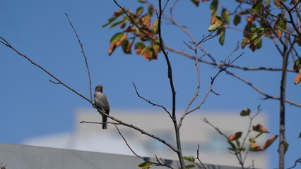 bird on a branch
