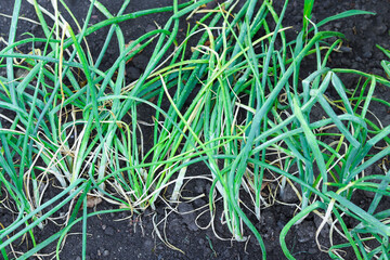 Green onions growing in the garden. Healthy fresh food background.