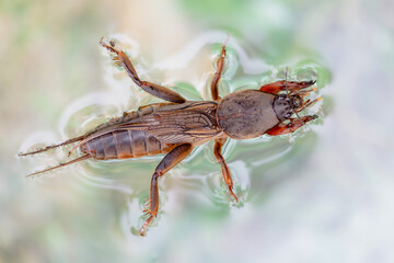 Harmful insect, an earthen agricultural pest. Floating on water