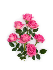 Pink flowers roses on a white background with space for text. Top view, flat lay