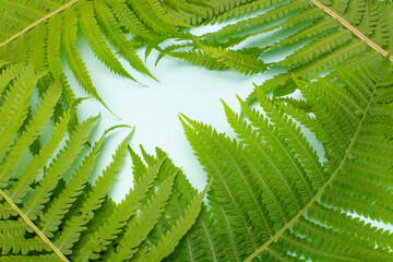 Green fern leaves on a blue background in the form of a frame. Summer concept. Flat layout, copy space