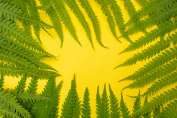 Green fern leaves on a yellow background in the form of a frame. Summer concept. Flat layout, copy space