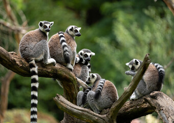 Fototapeta premium Pack of The Ring-tailed lemur (Lemur catta).