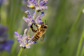 Biene auf Lavendel © Philipp