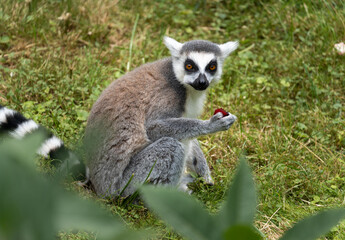 The Ring-tailed lemur (Lemur catta) consuming food.