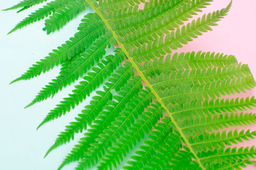 green fern leaves on a pink and blue background