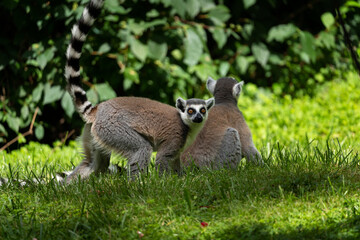 Pack of The Ring-tailed lemur (Lemur catta).