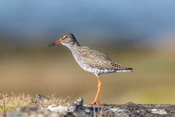 Common redshank - Tringa totanus - standing on stone with brown - blue background. Photo of this euopean wader is from Ekkeroy in Norway.