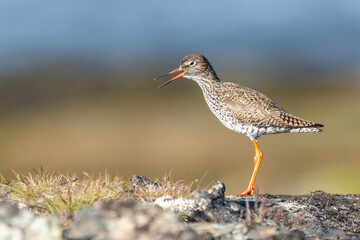 Common redshank - Tringa totanus - standing on stone on brown - blue background. Photo of this euopean wader is from Ekkeroy in Norway. Copy space on left.