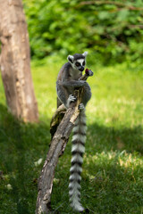 The Ring-tailed lemur (Lemur catta) consuming food.