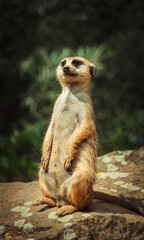 Young Meerkat - suricata suricatta - detail on the animal from close distance in its natural habitat