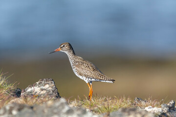 common redshank - Tringa totanus - standing on stone with brown - blue background. Photo of this euopean wader is from Ekkeroy in Norway.