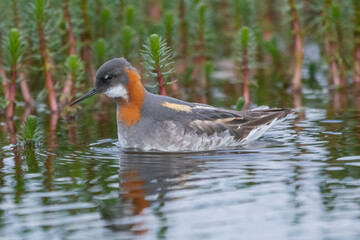 Red-necked phalarope, northern phalarope, hyperborean phalarope - Phalaropus lobatus, swimming in calm water with vegetation in background. Photo from Vadso at Varanger Penisula in Norway.