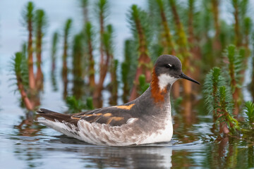 Red-necked phalarope, northern phalarope, hyperborean phalarope - Phalaropus lobatus, swimming in calm water with vegetation in background. Photo from Vadso at Varanger Penisula in Norway.