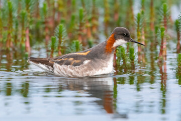 Red-necked phalarope, northern phalarope, hyperborean phalarope - Phalaropus lobatus, swimming in calm water with vegetation in background. Photo from Vadso at Varanger Penisula in Norway.
