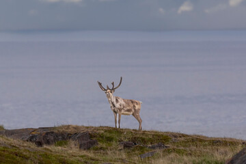 Reindeer - Rangifer tarandus, standing on the backgroud of blue water of Berents Sea. Photo from Nesseby at Varanger Penisula in Norway. Copy space on top.