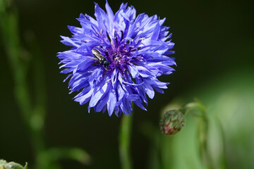 Gros plan sur la fleur de bleuet