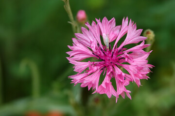 Gros plan sur la fleur de bleuet © Patricia