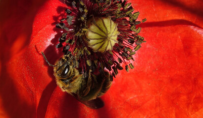 Gros plan sur des abeilles qui butinent une fleur de pavot