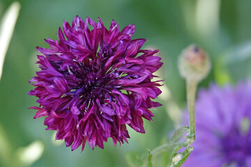 Gros plan sur la fleur de bleuet © Patricia