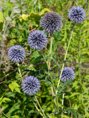 Echinops flowering in the garden in the summer. Blue spherical flower heads of Globe thistles.