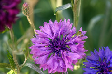 Gros plan sur la fleur de bleuet © Patricia