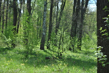 Fototapeta premium Forest