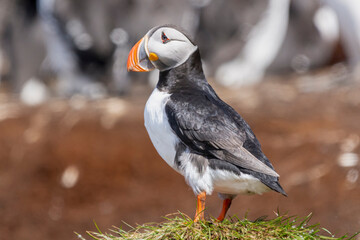 Atlantic puffins - Fratercula arctica - standing on grass on brown background. Photo from Hornoya Island in Norway.